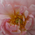 Pink - Park rose - Cornelia